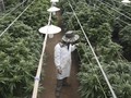 Warga Chile Mulai Tanam Ganja Medis Sendiri