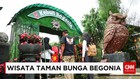 Taman Bunga Begonia Menjadi Salah Satu Destinasi Wisatawan