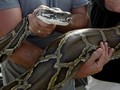 LIPI Ungkap Fakta Piton Raksasa Korban Karhutla Kalimantan