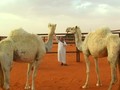 Kontes Kecantikan Unta Digelar di Arab Saudi