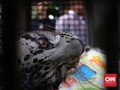 Perburuan Satwa Ilegal Ujung Kulon Libatkan Oknum Pamen Polri