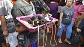 Tikus yang dijual di pasar Tomohon ini bukan tikus yang biasa ditemukan di selokan atau gorong-gorong. Tikus-tikus ini atau biasa disebut kawok adalah tikus hutan yang memiliki ciri ekor berwarna putih. (AFP PHOTO/Bay ISMOYO)