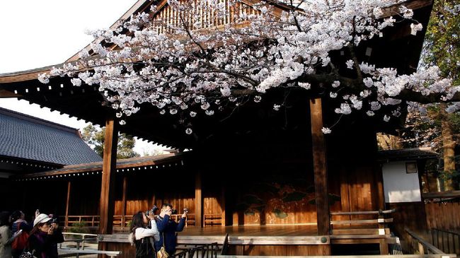 Pilihan Tempat  Melihat Bunga  Sakura  di  Indonesia 