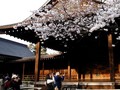 Pilihan Tempat Melihat Bunga Sakura di Indonesia