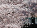 Keceriaan Jepang Sambut Musim Mekar Sakura