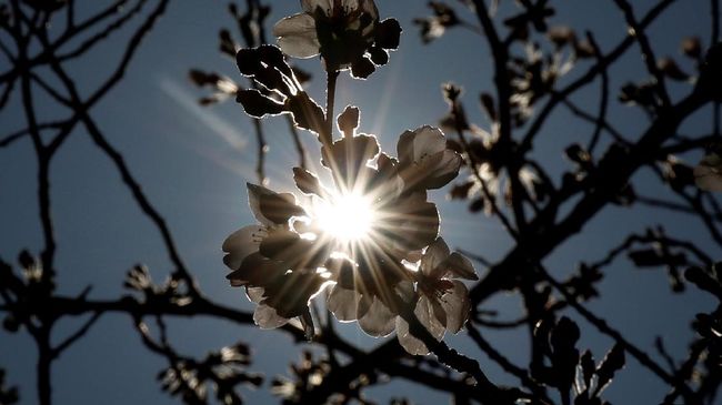 Unduh 6200 Koleksi Gambar Flora Fauna Di Jepang Paling Baru HD