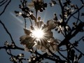 Lokasi Wisata Flora Bulan Juni di Jepang