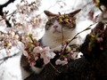 7 Lokasi Ideal untuk 'Hanami' di Jepang