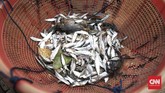 Hasil tangkapan ikan nelayan Kamal Muara, sebagian besar merupakan ikan teri, ikan tembang, dan udang rebon. Nelayan mengeluh akibat adanya reklamasi, tangkapan mereka turun drastis. (CNN Indonesia/Hesti Rika)