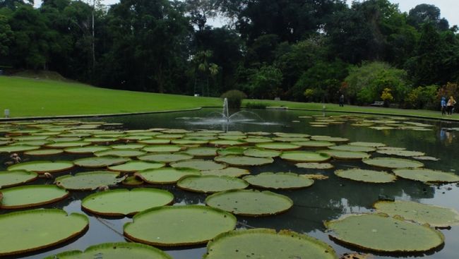 Kebun Raya Bogor Tawarkan Wisata Flora Memukau Kebun Raya Bogor Tawarkan Wisata Flora Memukau