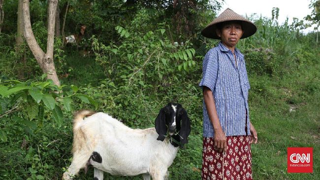 Pemerintah Targetkan Bantu Premi 120 Ribu Peternak
