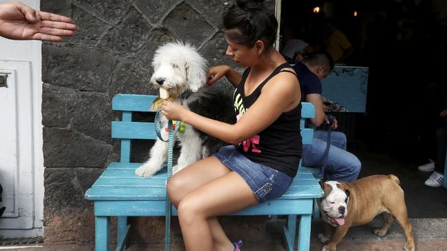 Trik Meredakan Anjing Stres dari Cesar Millan