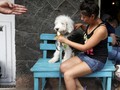 Trik Meredakan Anjing Stres dari Cesar Millan