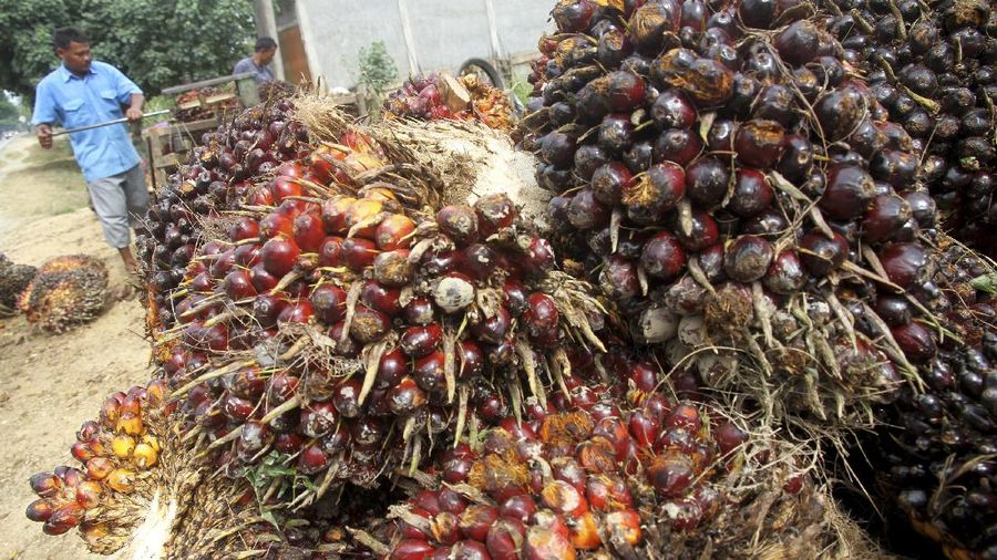 Larangan itu justru berpotensi menjadi peluang bagi industri kelapa sawit dalam negeri untuk meningkatkan hilirisasi.