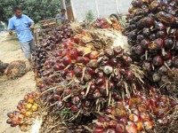 Larangan Uni Eropa Jadi Peluang Hilirisasi Industri Sawit