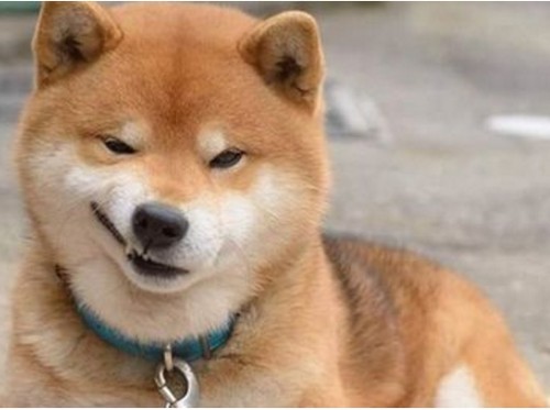 Riset: Pemilik Anjing Kecil Kemungkinan Berselingkuh Riset: Pemilik Anjing Kecil Kemungkinan Berselingkuh