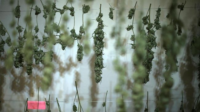Penelitian Terbaru Temukan Pengguna Ganja Lebih Sukses