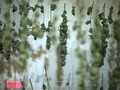 Negara dengan Aturan Ganja yang Lebih 'Santai'