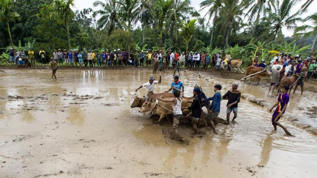 Empat Festival untuk Sambut Lebaran di Tanah Datar