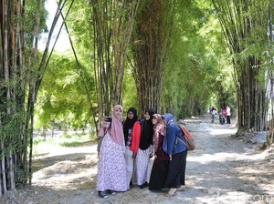 Pesona Hutan Bambu Keputih: Oase Alam di Tengah Hiruk Pikuk Surabaya