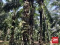 Jadi Anggota RSPO 15 Tahun, Salim Ivomas Mundur