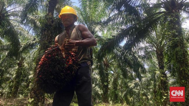 Apkasindo Tuding Uni Eropa Ingin 'Bunuh' Petani Sawit RI