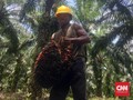 Apkasindo Tuding Uni Eropa Ingin 'Bunuh' Petani Sawit RI