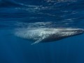 Ditangkap, Ini Dia Pencipta Permainan Horor Blue Whale