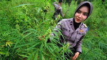 Polisi Temukan Ladang Ganja 7 Hektare di Aceh