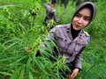 Polisi Temukan Ladang Ganja 7 Hektare di Aceh