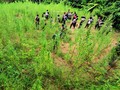 Ladang Ganja 20 Hektare Ditemukan di Bireuen Aceh