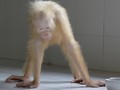 Jelang Natal, Alba 'Orangutan Albino' Pulang Kampung