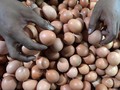 Telur Tercemar Insektisida Menyebar ke Inggris dan Perancis