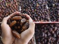 Kini, Impor Kurma dan Minyak Zaitun Palestina Bebas Bea Masuk