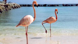 Ternyata, Flamingo Berwarna Pink Gegara Suka Makan Ini