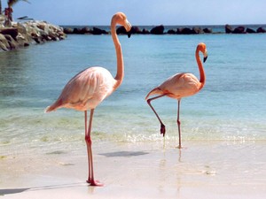 Mengenal Flamingo: Pertumbuhan, Jenis-jenis, dan Alasan Migrasinya