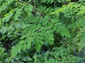 Daun Kelor Dapat Cegah dan Membunuh Sel Kanker