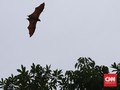 Selain Corona, Ada Virus Lain dalam Kelelawar Buah