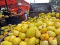 Empat Cara Pilih Timun Suri Matang dan Manis