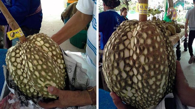 Download 460 Koleksi Gambar Durian Tanpa Duri Keren HD