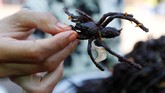 Di Kampong Thom, tarantula sudah menjadi komoditas. Bukan sebagai hewan peliharaan eksotis, melainkan sebagai menu kuliner tradisional.