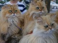 Pensiunan Jepang Bawa Kucing Keliling Tokyo