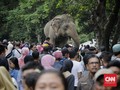 Ramai Pengunjung, Jatah Libur Hewan di Ragunan 'Disunat'