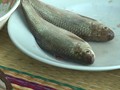 Thailand Berjuang Atasi Kanker yang Disebabkan Ikan