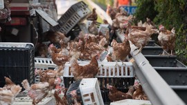 Ribuan Ayam Sebabkan Kemacetan Panjang di Austria