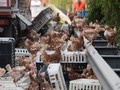 Ribuan Ayam Sebabkan Kemacetan Panjang di Austria