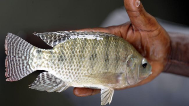 Waspadai Bahaya Tersembunyi Mengonsumsi Ikan Nila