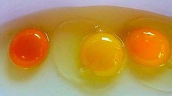Tak Semua Sama, Ternyata Ini Arti dari Setiap Warna Kuning Telur