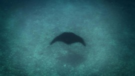 Mata Tertusuk, Ikan Pari Minta Pertolongan ke Penyelam