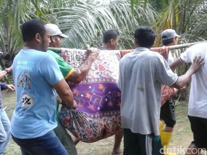 Warga Berau Geger Saat Buaya Bawa Pulang Jasad Usai Dipanggilkan Pawang